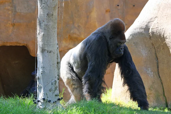 Goril Telifsiz Stok Fotoğraflar