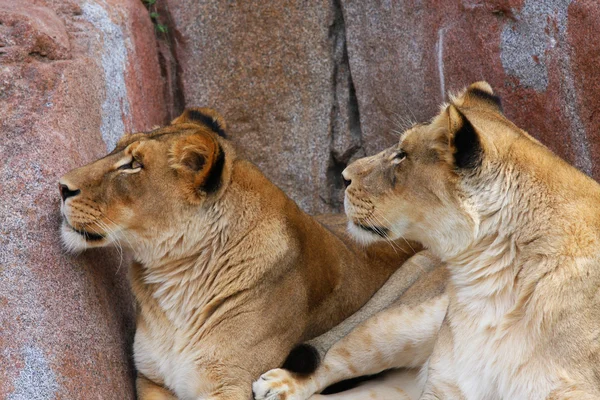 Deux lionnes levant les yeux Image En Vente