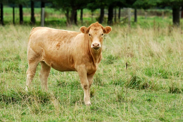 Brown cow in the field — Stock Photo, Image