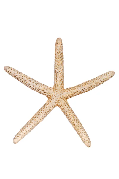 Geïsoleerde starfish — Stockfoto