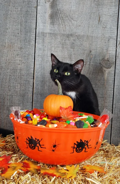 ハロウィーンのキャンディと黒い猫 — ストック写真