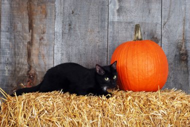 bal kabağı ile kara kedi