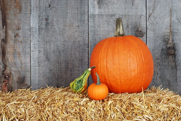 Calabaza y calabazas —  Fotos de Stock