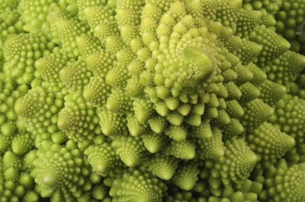 Naturen eigen fractals — Stockfoto