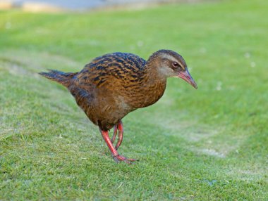 Weka clipart