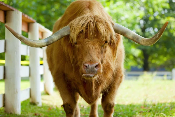 Skotska highlander ox — Stockfoto