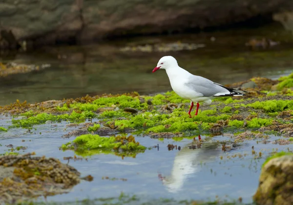 Red-Billed Gull — Stock Photo, Image