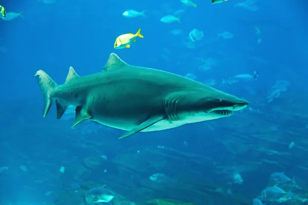 Tiger shark — Stock Photo, Image