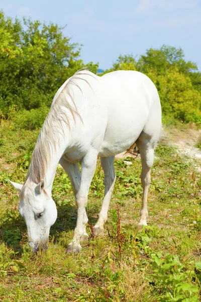 Bílý kůň pasoucí se — Stock fotografie