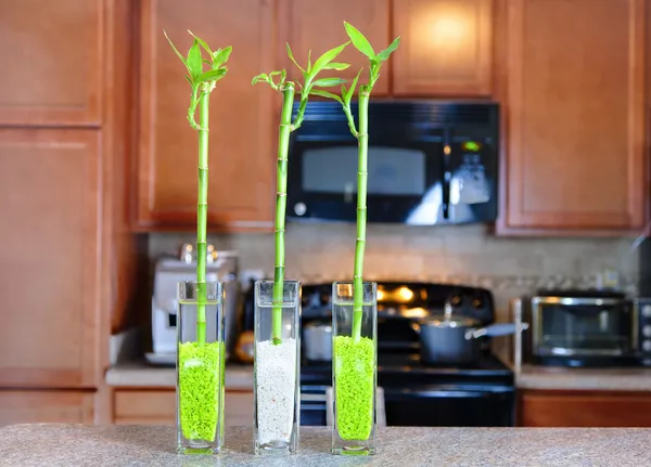 Lucky bamboo plants in the kitchen — Stock Photo, Image