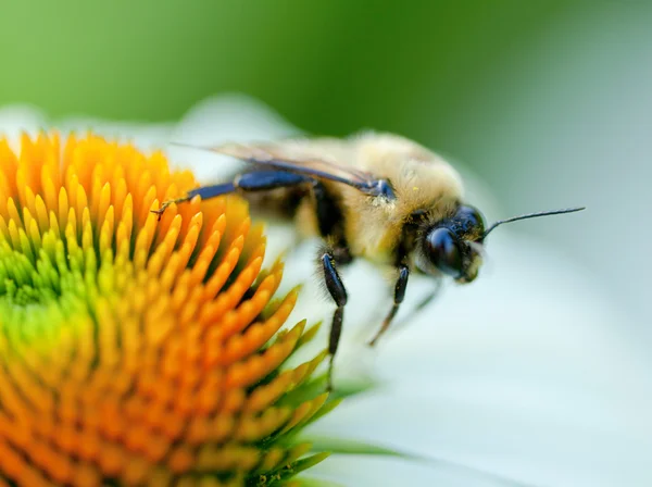 꿀벌 이륙 — 스톡 사진