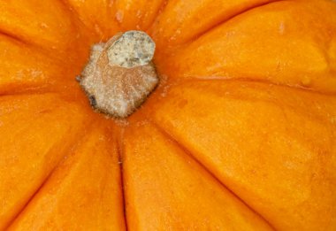 Pumpkin detail clipart