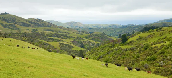 Nuova Zelanda Paese Lato — Foto Stock