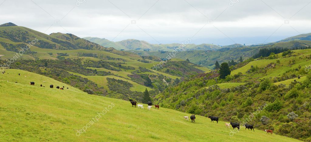 New Zealand country side