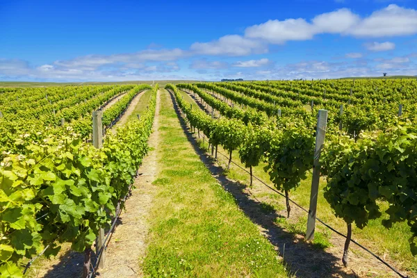 Nowa Zelandia wina kraju — Zdjęcie stockowe