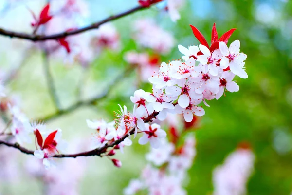 Körsbärsträdet blommar 2 Royaltyfria Stockfoton