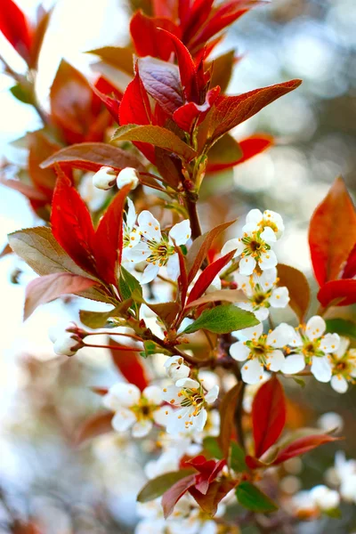 Pruimenboom blossoms — Stockfoto