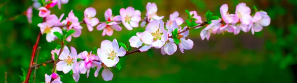 Vit och pinky blossom Stockbild