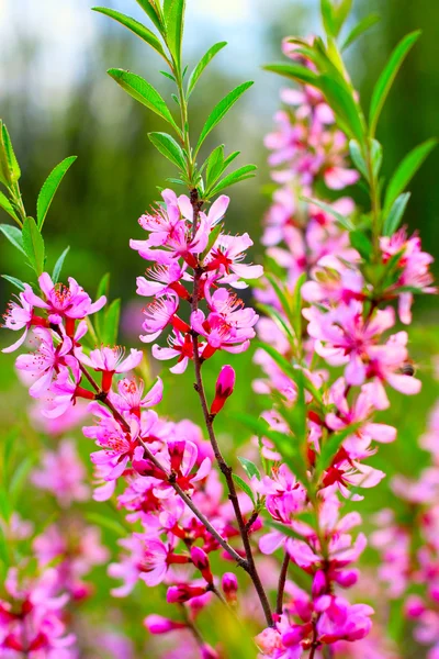 Roze bloemen Rechtenvrije Stockfoto's