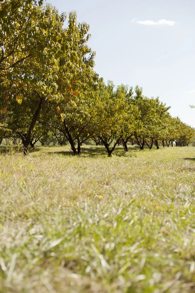 stock image Apple Orchard