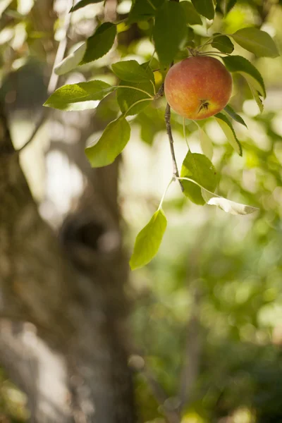 Manzana en árbol —  Fotos de Stock