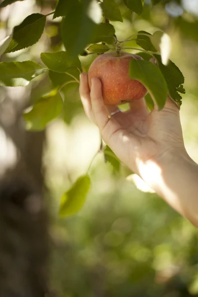Сбор яблок с дерева — стоковое фото