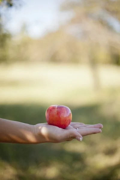 Холдинг яблоко — стоковое фото