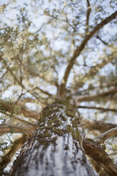 stock image Up the Tree Trunk