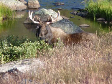 Moose lake helen