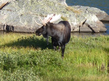 Moose lake helen