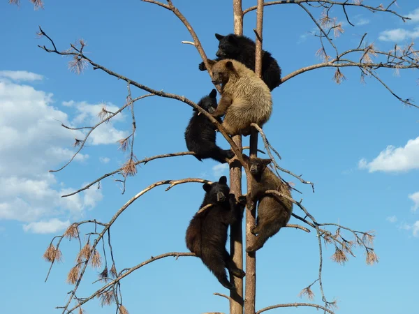 Bären in einem Baum lizenzfreie Stockfotos