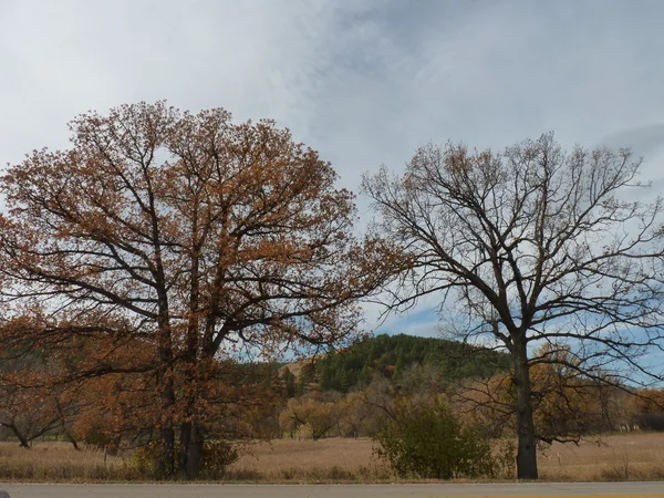 Stromy v barvách podzimu — Stock fotografie