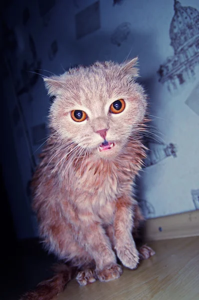 Scotish 폴드 고양이 — 스톡 사진