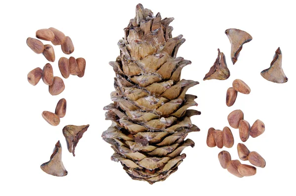 Grande cone de pinheiro — Fotografia de Stock