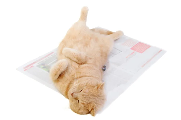 Katze ist in der Morgenzeitung — Stockfoto