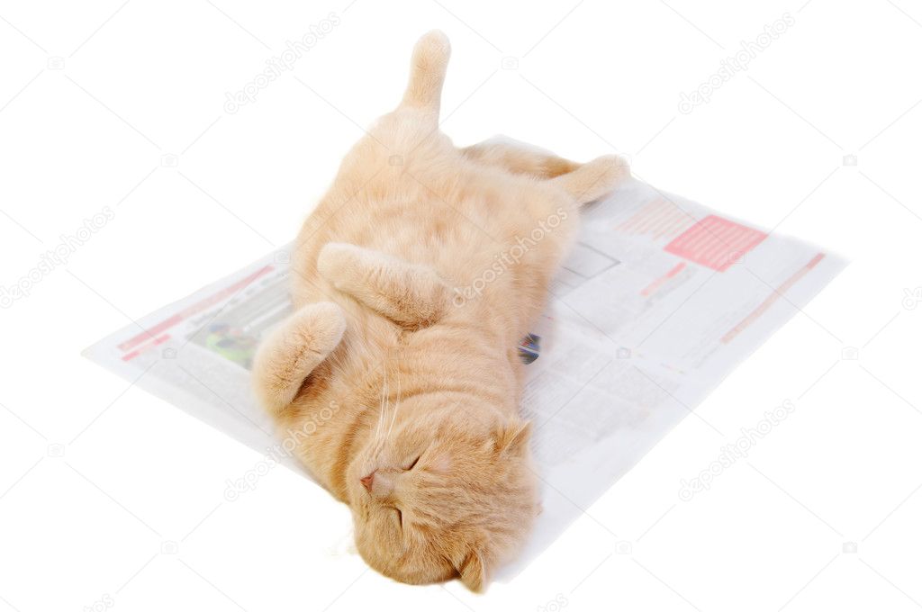Cat is on the morning newspaper