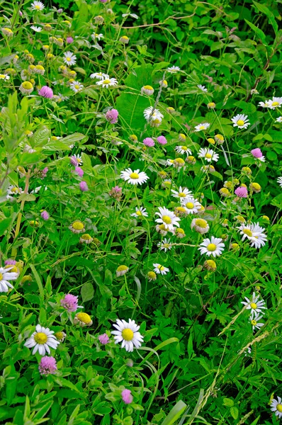 Texas wildflowers — Stock Photo, Image