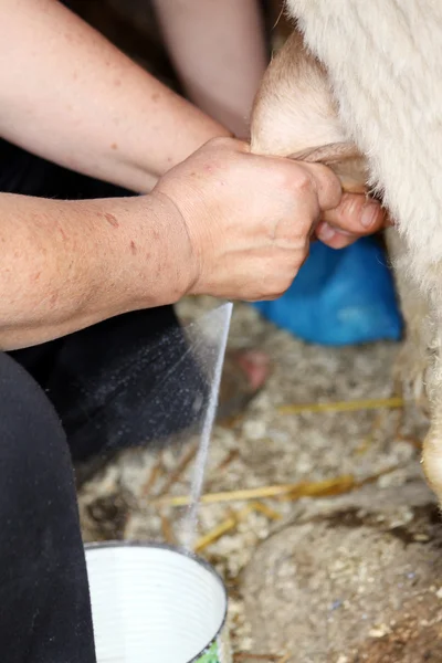 Milking a goat — Stock Photo, Image