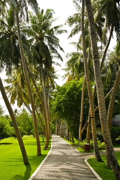 Estrada na ilha tropical — Fotografia de Stock