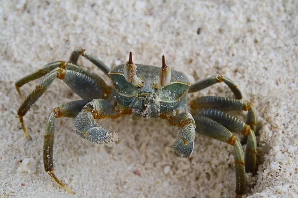 stock image Close-up of crab