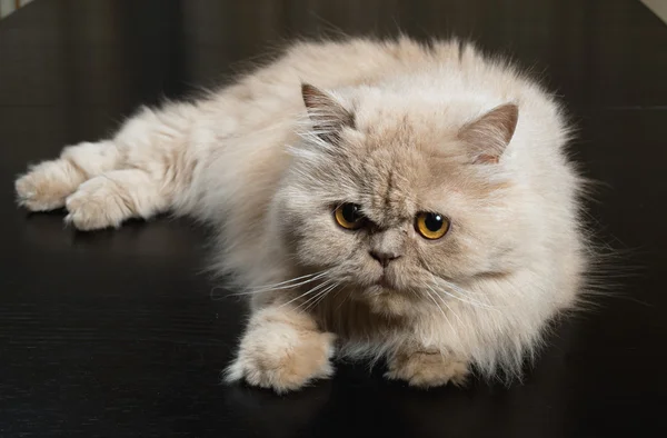 Gato persa — Foto de Stock