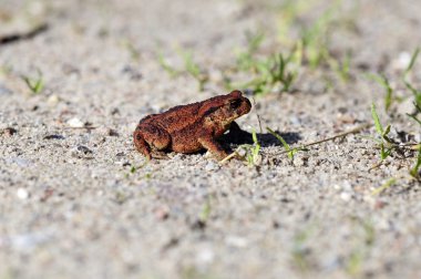 ortak kurbağa - bufo