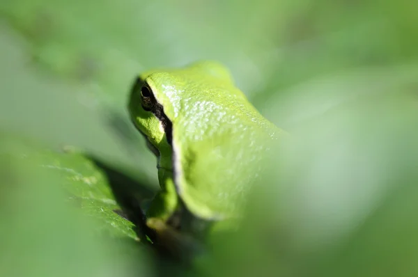 Европейская древесная лягушка - Hyla arborea — стоковое фото