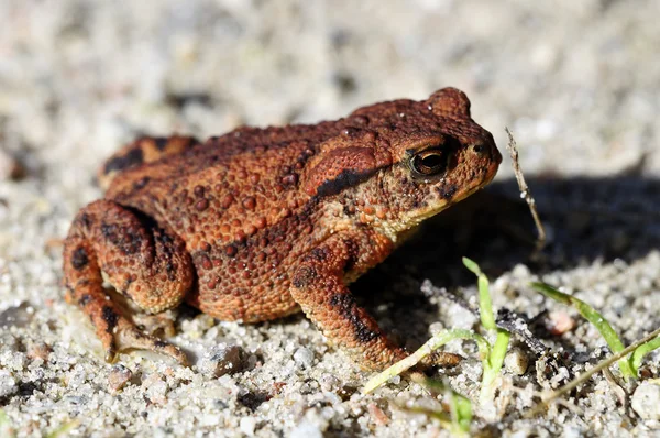 Common toad - Bufo — Stock Photo, Image