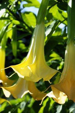 Angel Trumpets - Brugmansia clipart