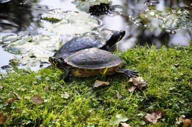 kırmızı kulaklı kaydırıcı - Trachemys betik elegans