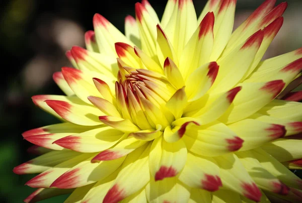 stock image Dahlias - Dahlia