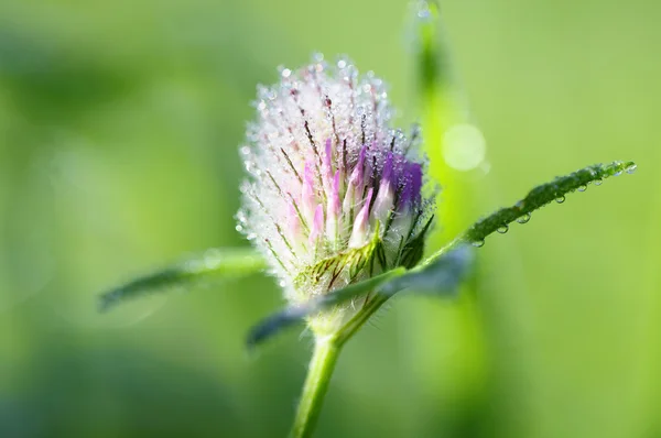 Koniczyna - trifolium pratense — Zdjęcie stockowe