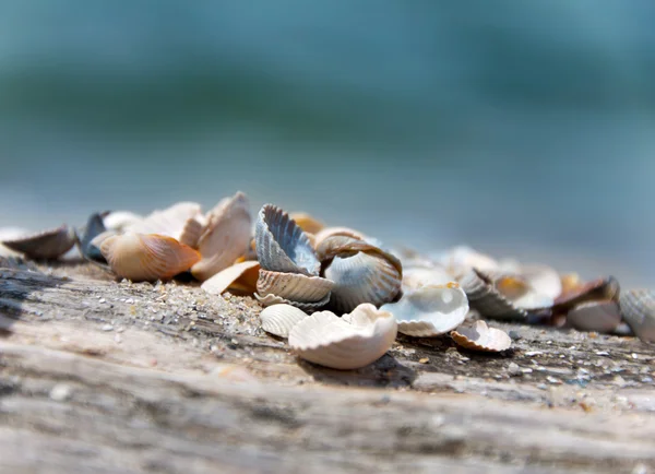 stock image Beautiful seashells