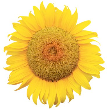 Sunflowe clipart